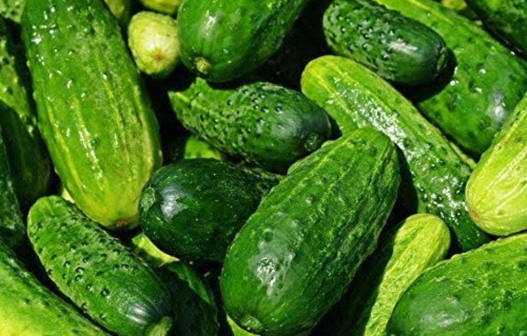 Heirloom Old Variety Pickling Cucumber