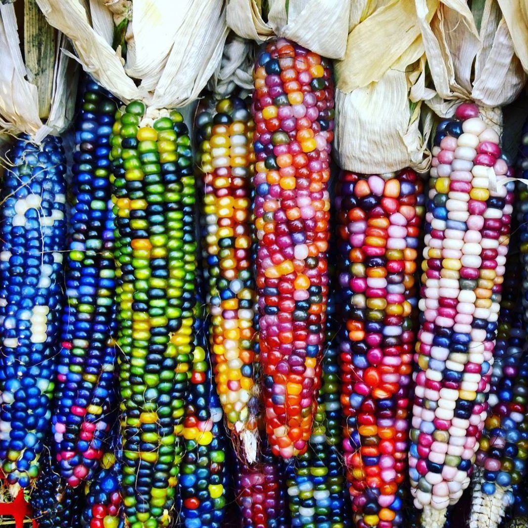 Corn Seeds - Popcorn - Rainbow Jewel