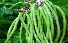 Load image into Gallery viewer, RARE ENDANGERED Cynthia Bean (COWPEA) Seeds Extremely Rare Endangered Plant Species
