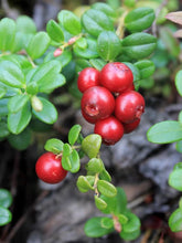 Load image into Gallery viewer, Heirloom Organic Cranberry Bush Seeds aka Cranberries Tree seeds, Cranberry Shrub Seeds
