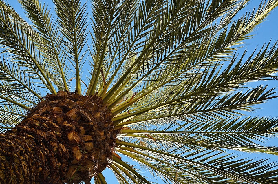 Canary Island Date Palm Phoenix canariensis