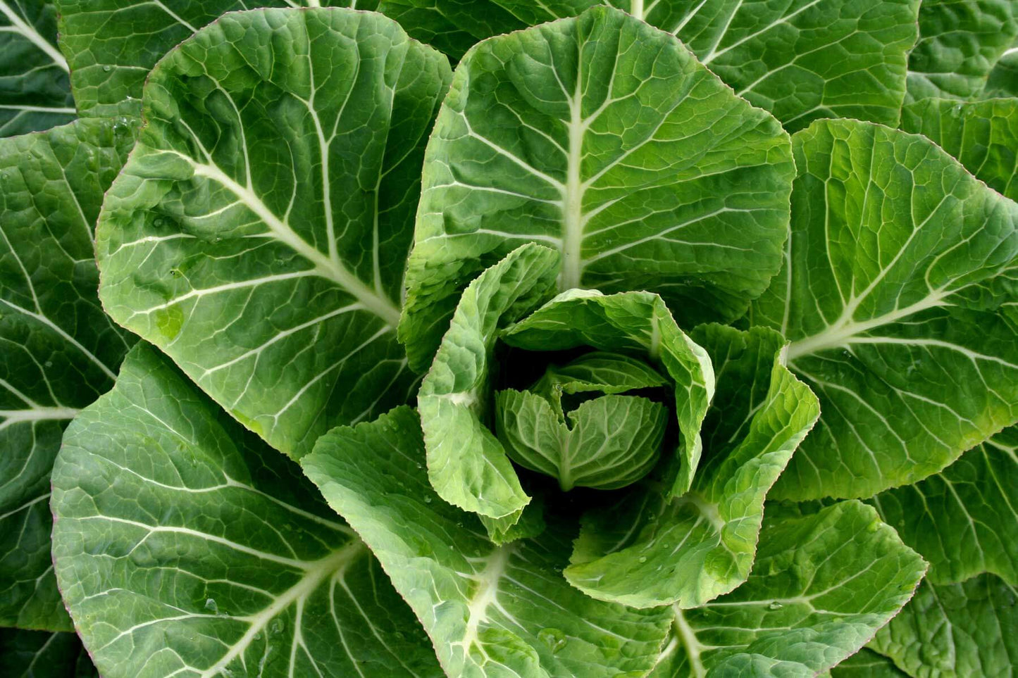 Heirloom Organic Yellow Cabbage Collard Seeds