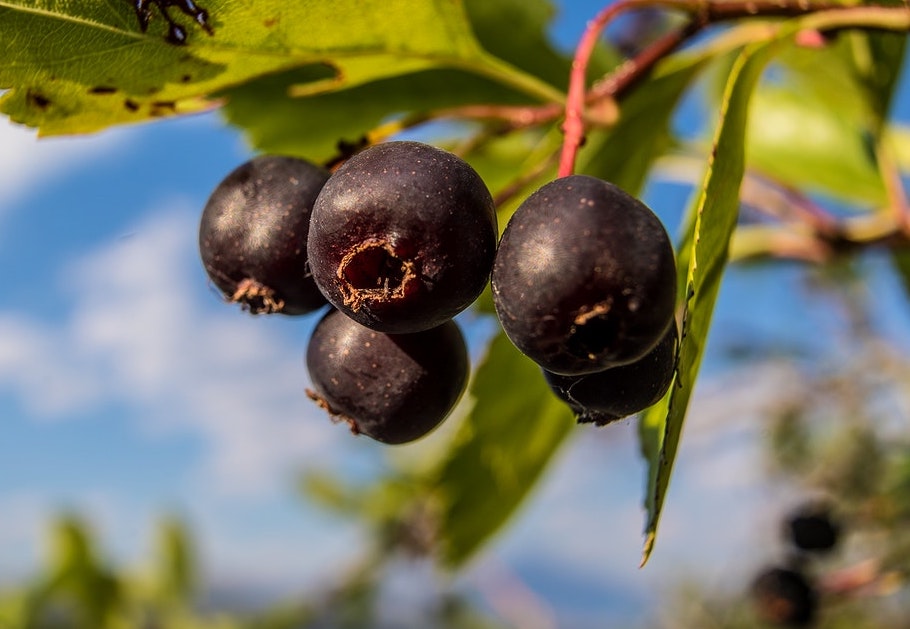 Organic Native American Juneberry