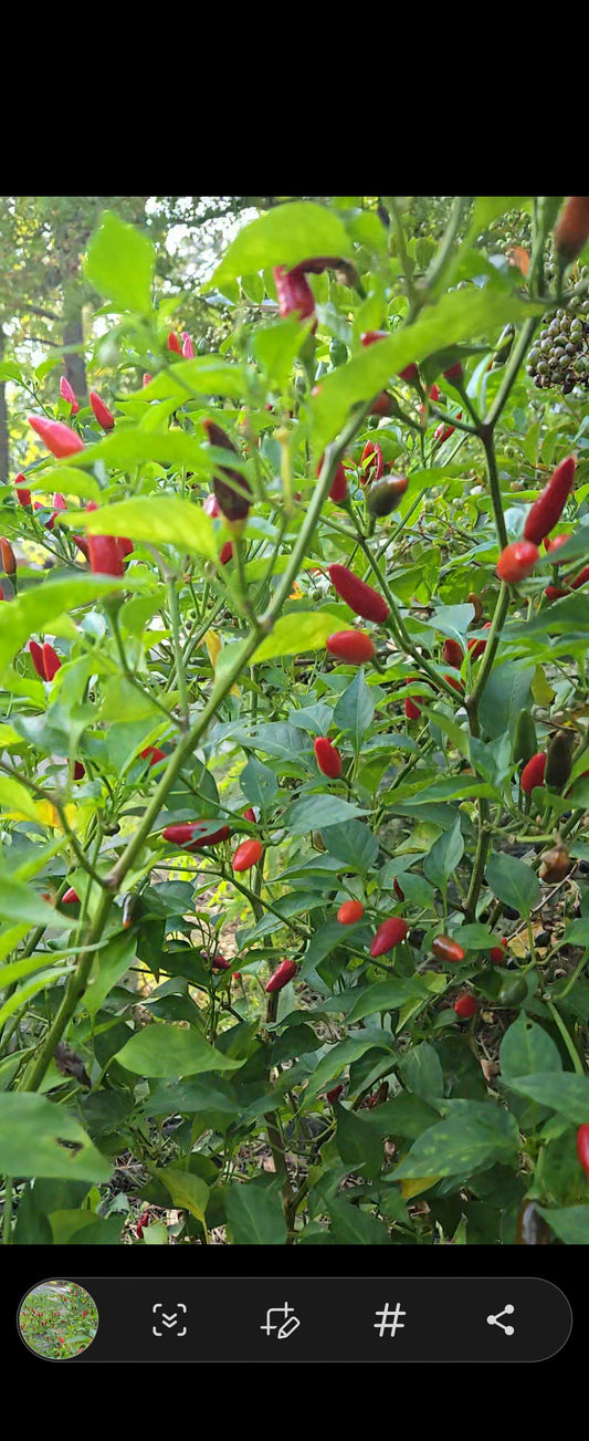 Organic Tobasco Pepper Seeds