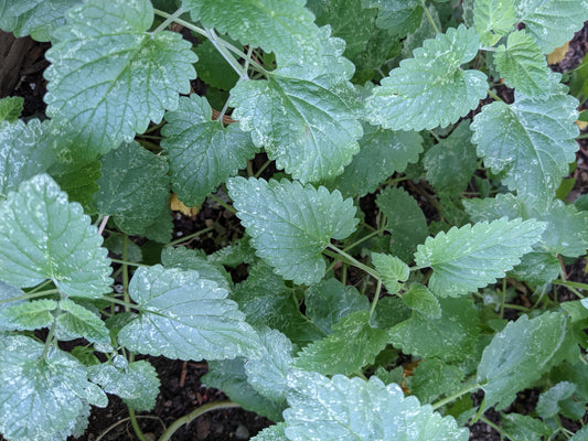 Organic Catnip Herb Seeds