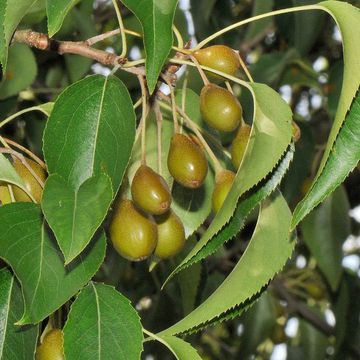 Dusky Pear Tree Seeds