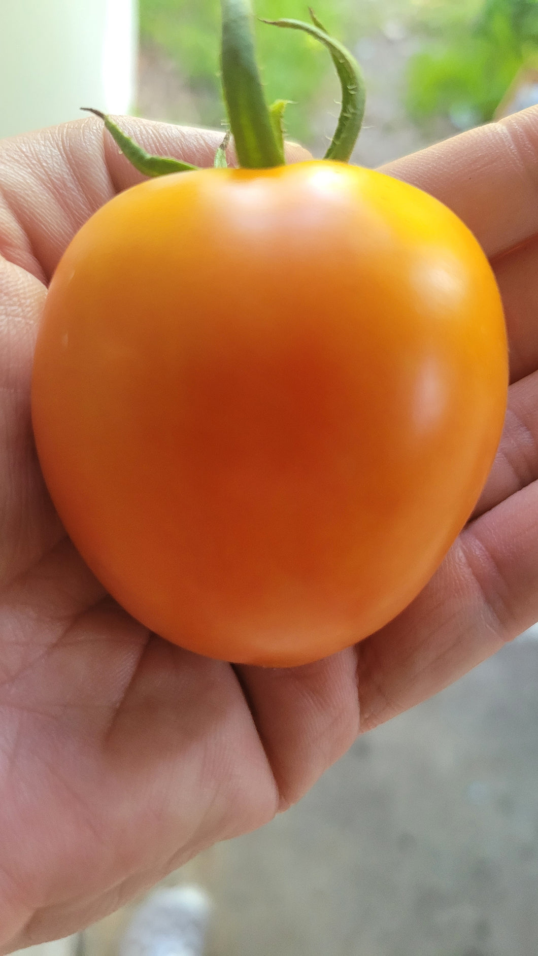 Organic Early Girl Tomato (treated seeds)