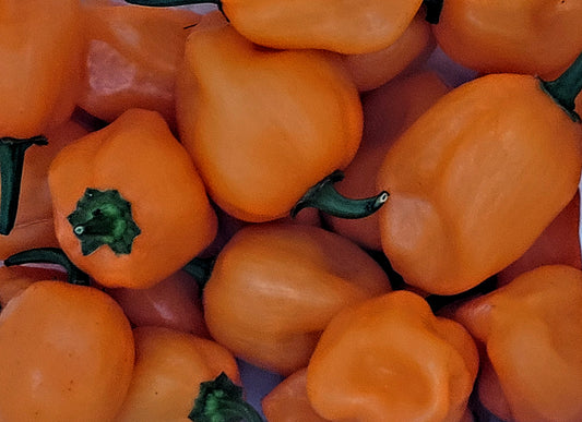 Heirloom Organic Orange Scotch Bonnet Seeds