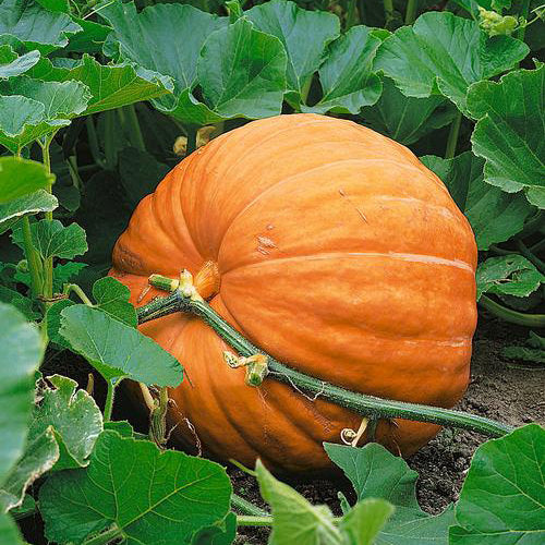Organic Dill's Atlantic Giant Pumpkin
