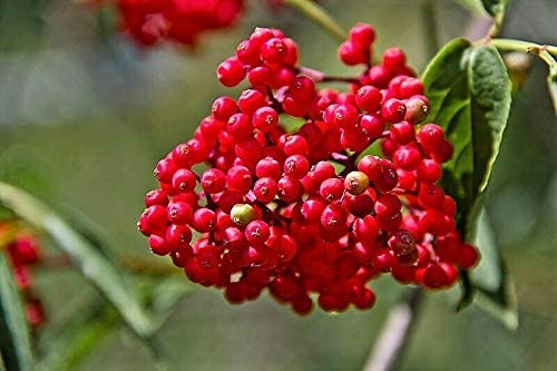 Organic Pacific Red Elderberry