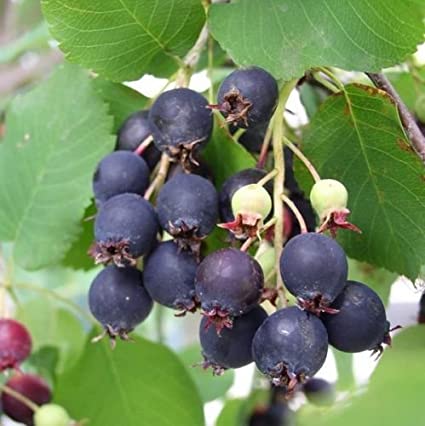 Organic Saskatoon Serviceberry
