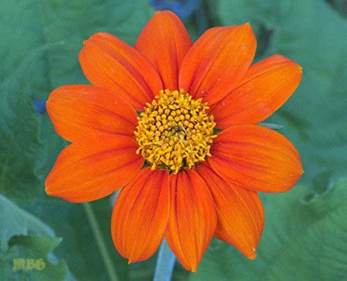 Organic Mexican Sunflowers