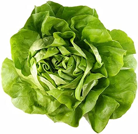 Organic Boston Bibb Lettuce (Butterhead)