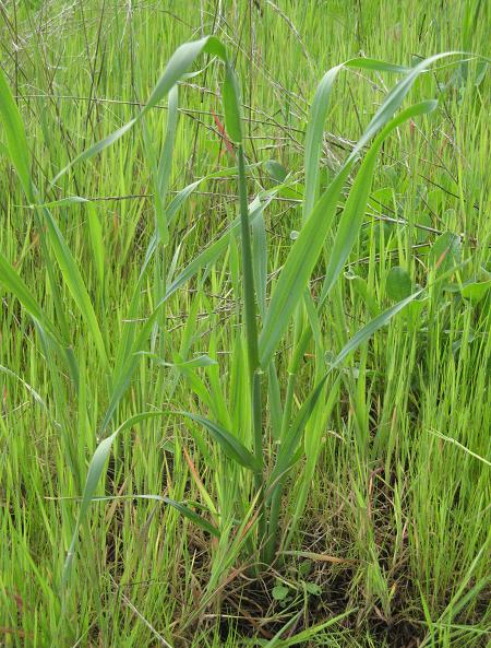 Organic Peruvian Cebada Barley