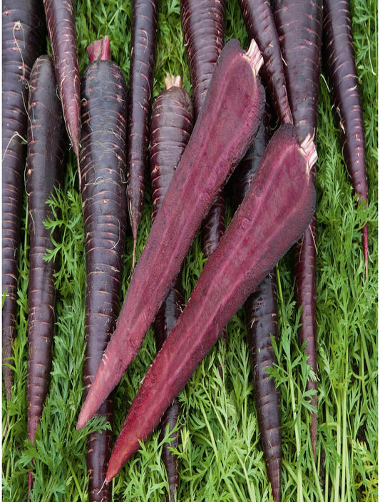 Organic Black Nebula Carrot