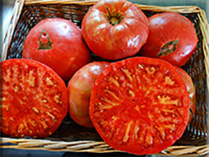 Organic Weisnicht Tomato
