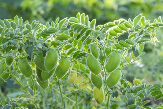 Organic Green Chana (Chickpea)