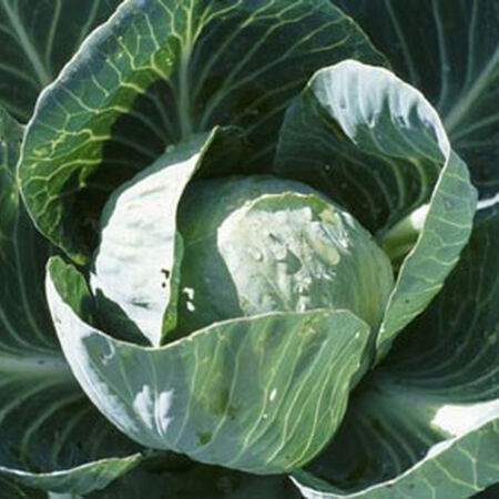 Organic All Season Cabbage