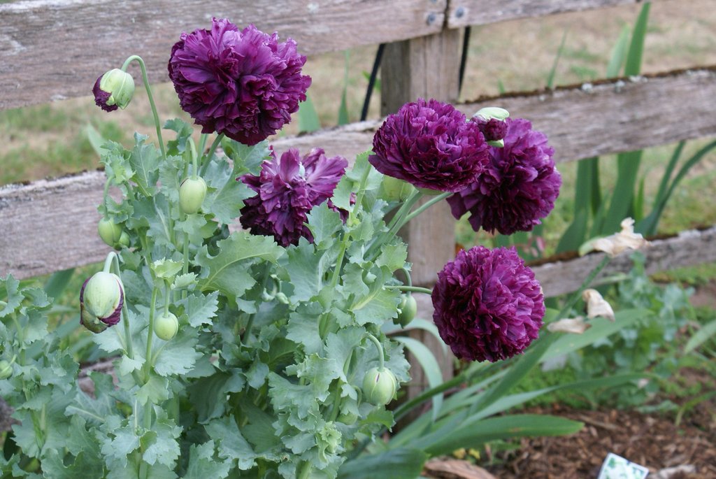 Rare Black Peony Poppy Seeds Papaver Paeoniflorum