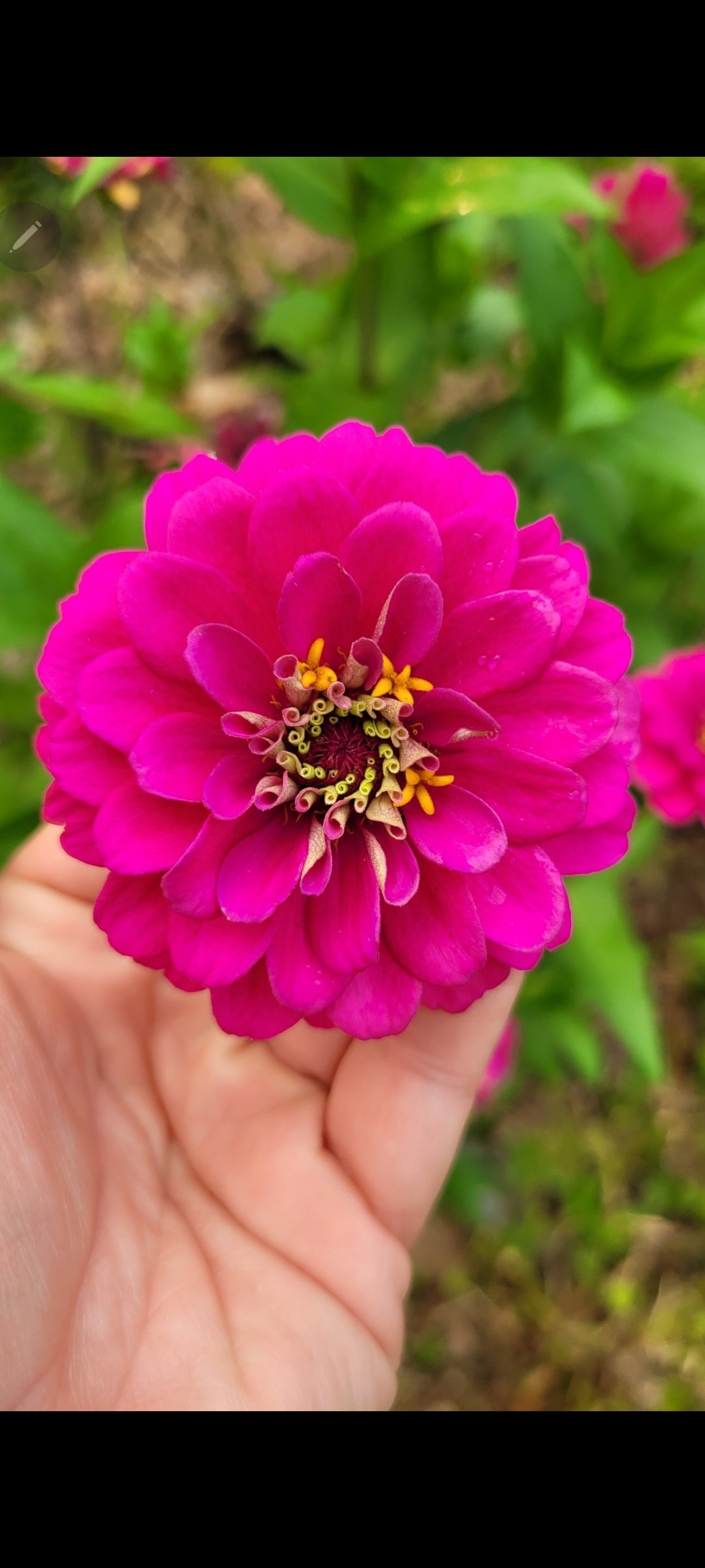 Organic Violet Queen Zinnia Flower Seeds