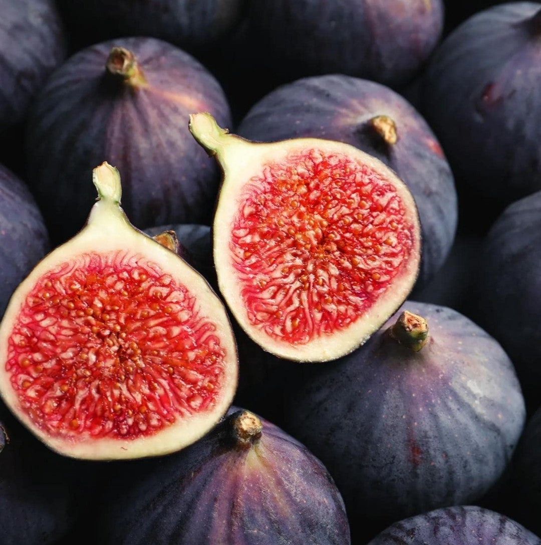 Organic Fig Tree Seeds