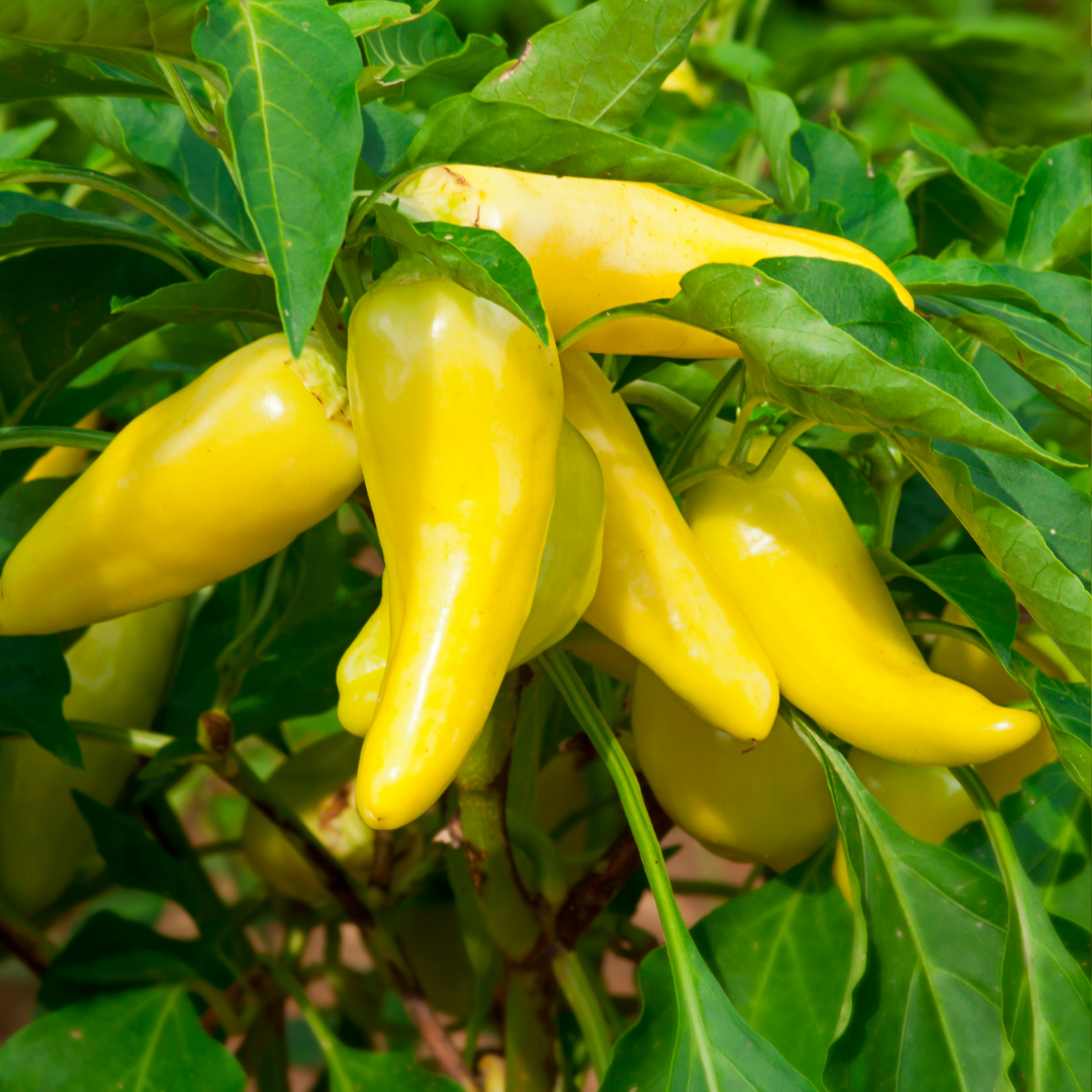 Organic Sweet Banana Pepper Seeds