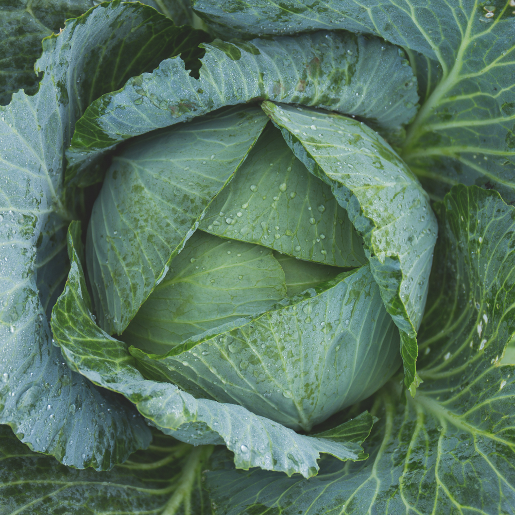 Organic Early Flat Dutch Cabbage Seeds