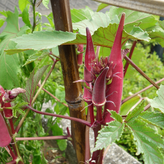 Rare Chinese Jing Orange Okra Seeds