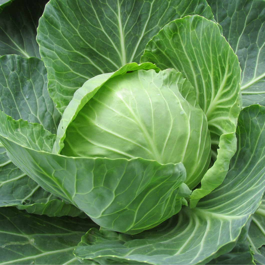 Heirloom Organic Brunswick Cabbage Seeds