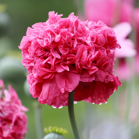 Rare Bombast Rose Poppy Seeds