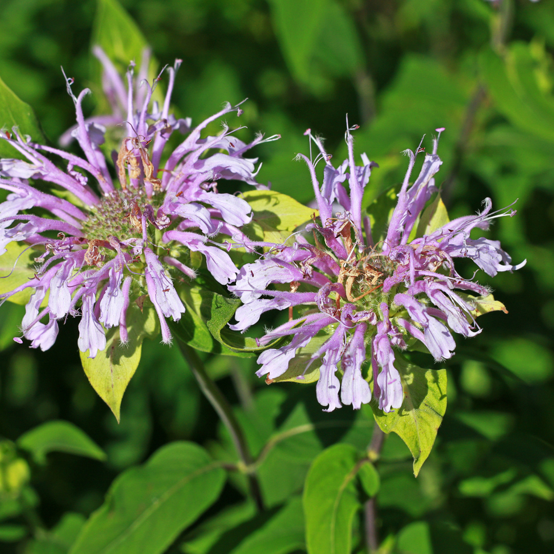 Organic Wild Bergamot Bee Balm Herb Seeds