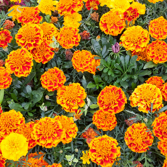 Organic Red Orange Marigolds Seeds