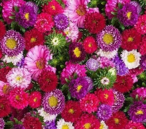 Heirloom Organic Powderpuff Aster Flower Seeds