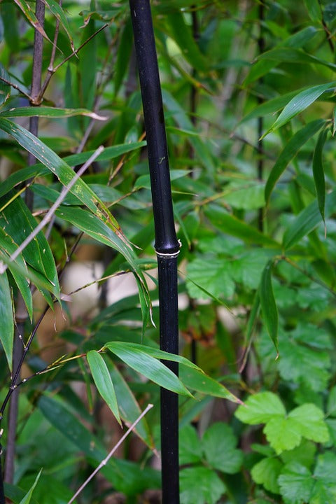 Organic Black Bamboo Seeds Phyllostachys Nigra