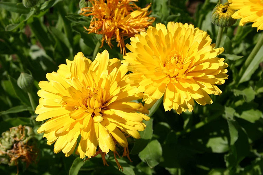 Organic Calendula Seeds 'Pacific Beauty' for Your Butterfly Garden!