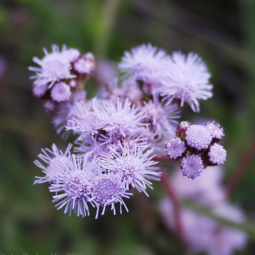 Medicinal Blue Mist Flower