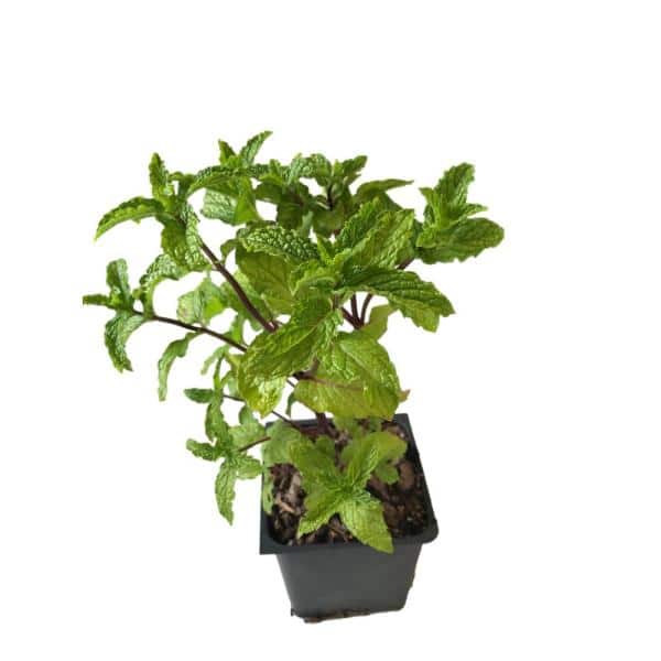 Live Plant Organic Mojito Mint