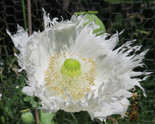 Rare Heirloom Organic Snowflake Poppy