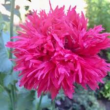 Organic Fluffy Ruffles Poppy