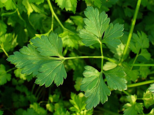 Organic Plain Leaf Parsley