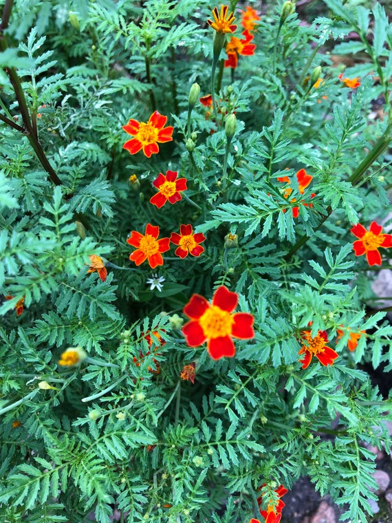 Organic French Gem Marigolds