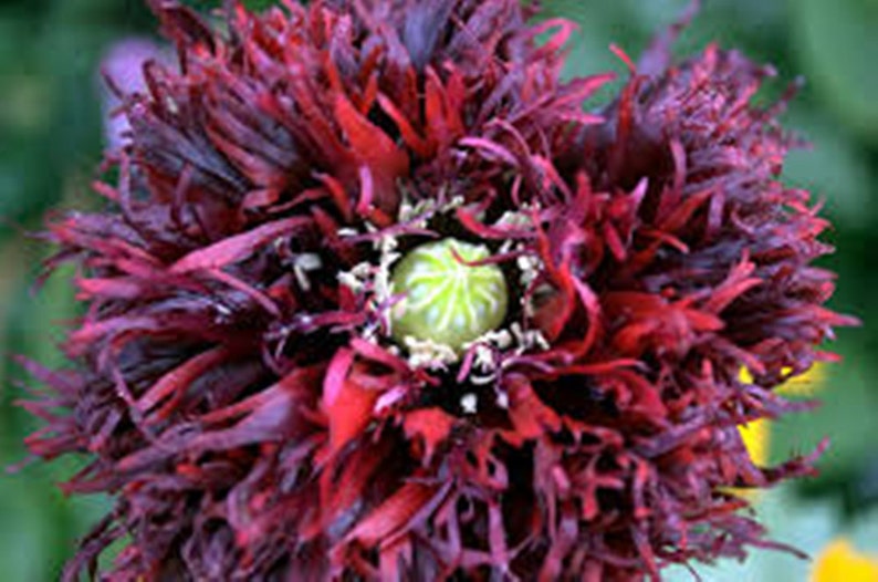 Black Swan Peony Poppy Papaver Sominferum