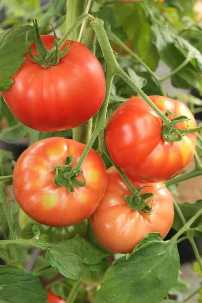 Organic Floridade Tomato Seeds