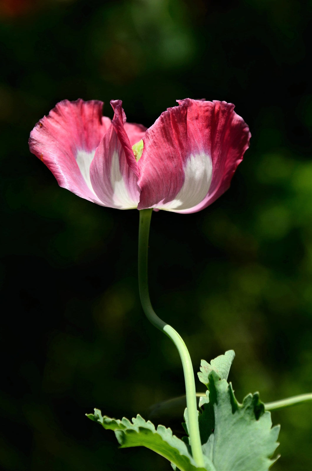 Rare Amphora Poppy Seeds Papaver Somniferum