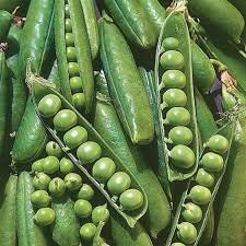 Organic Wando Peas Seeds