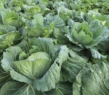Organic Heirloom Collard Cabbage Green Seeds