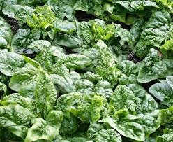 Organic Heirloom Bloomsdale Long standing Spinach Seeds