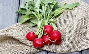 Heirloom Organic Early Scarlet Globe Radish Seeds