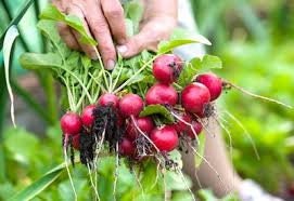 Heirloom Organic Early Scarlet Globe Radish Seeds