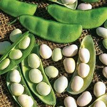 Load image into Gallery viewer, Heirloom Organic White Dixie Butterpea Bush Lima Bean seeds
